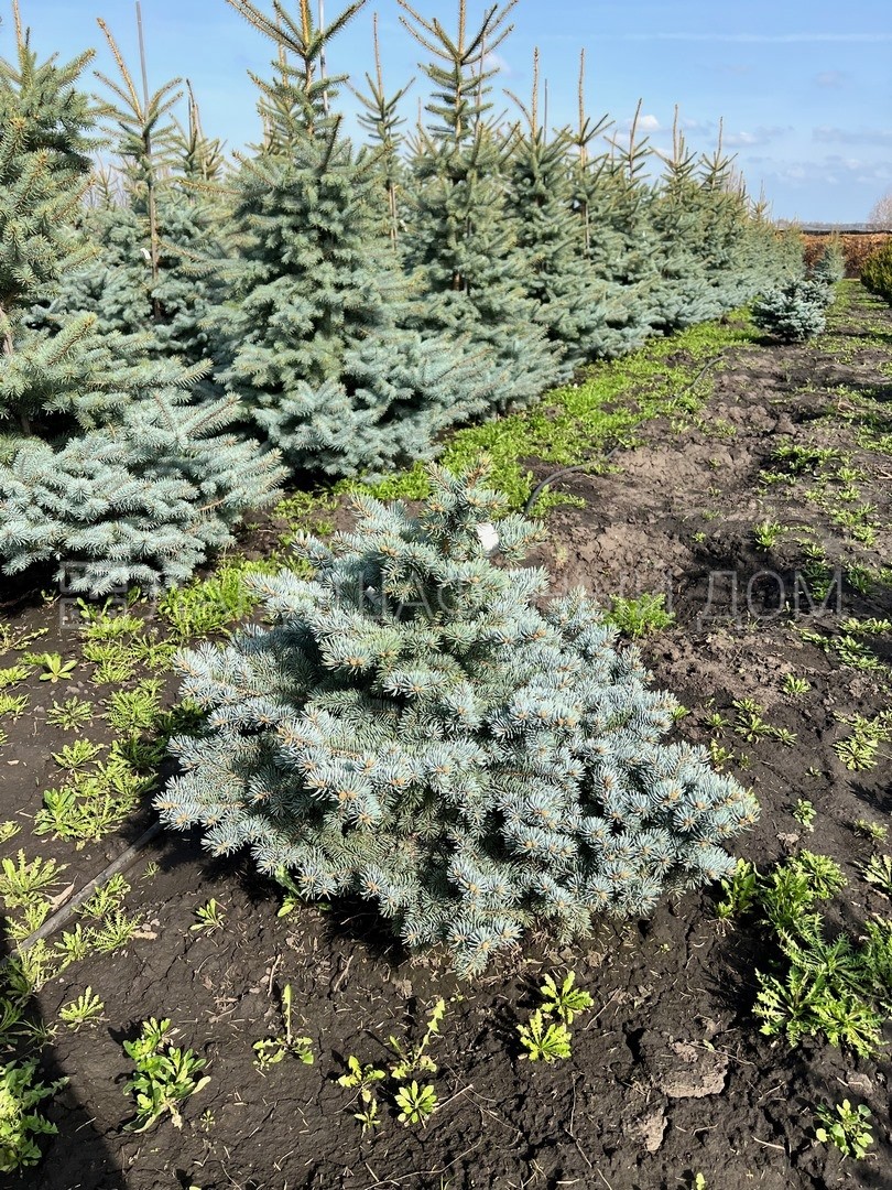 Ель колючая Glauca Globosa карикоми купить в Москве из питомника по  доступной цене